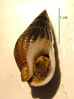 Nasse (Nassarius reticulatus)